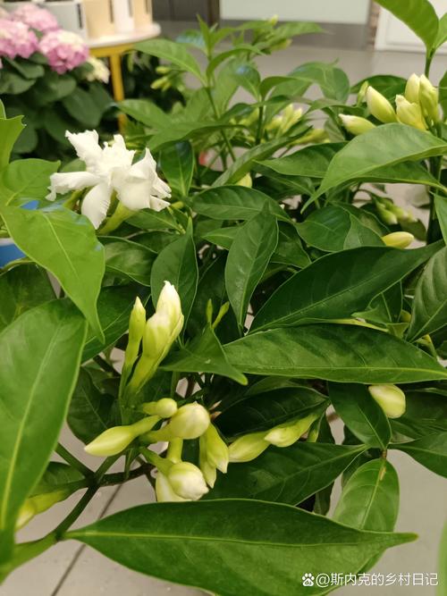 盆栽丁香花的种植方法
