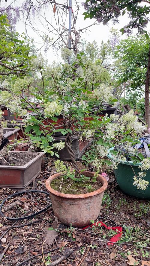 盆栽白色丁香花怎么养