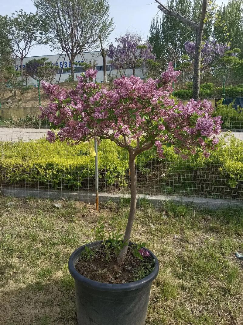 丁香花怎么养怎么种