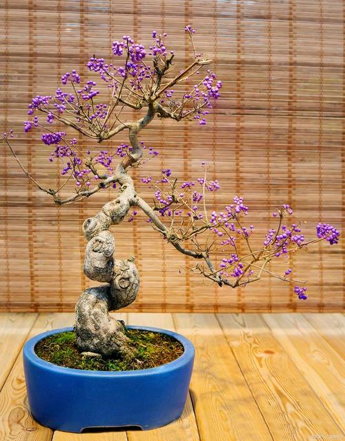 丁香花盆栽养殖方法