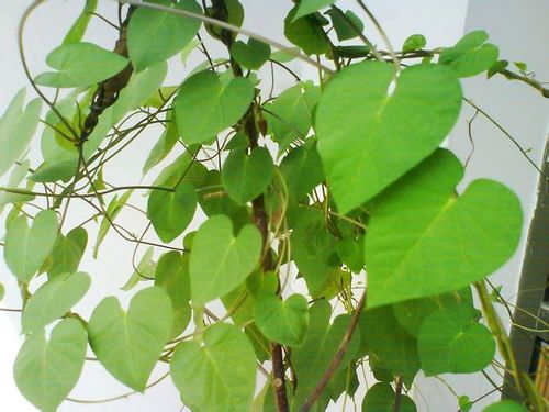 心形叶子的植物有哪些呢,你能认出来几种呢?