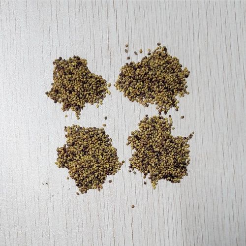 三叶草该怎么用种子播种