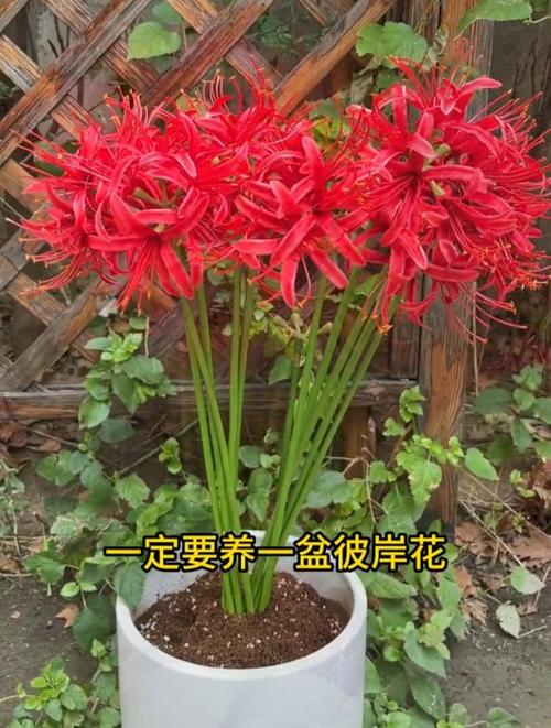 彼岸花适合在家里养吗为什么不适合呢