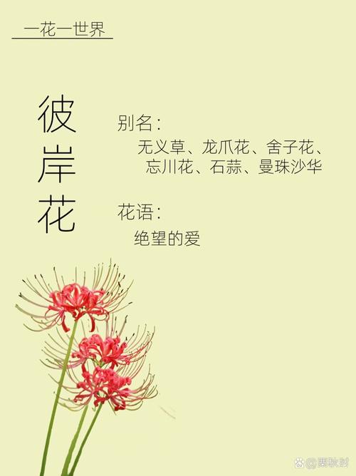彼岸花为什么不能养