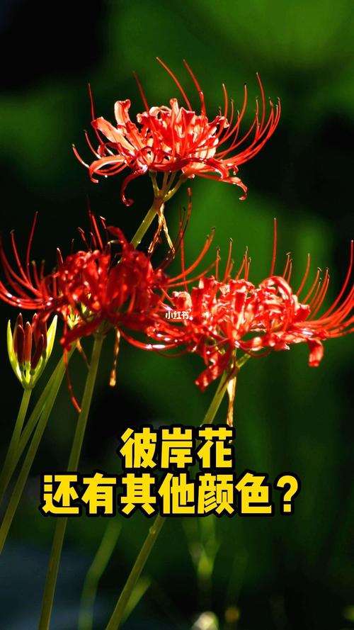 彼岸花为什么不能养在家里