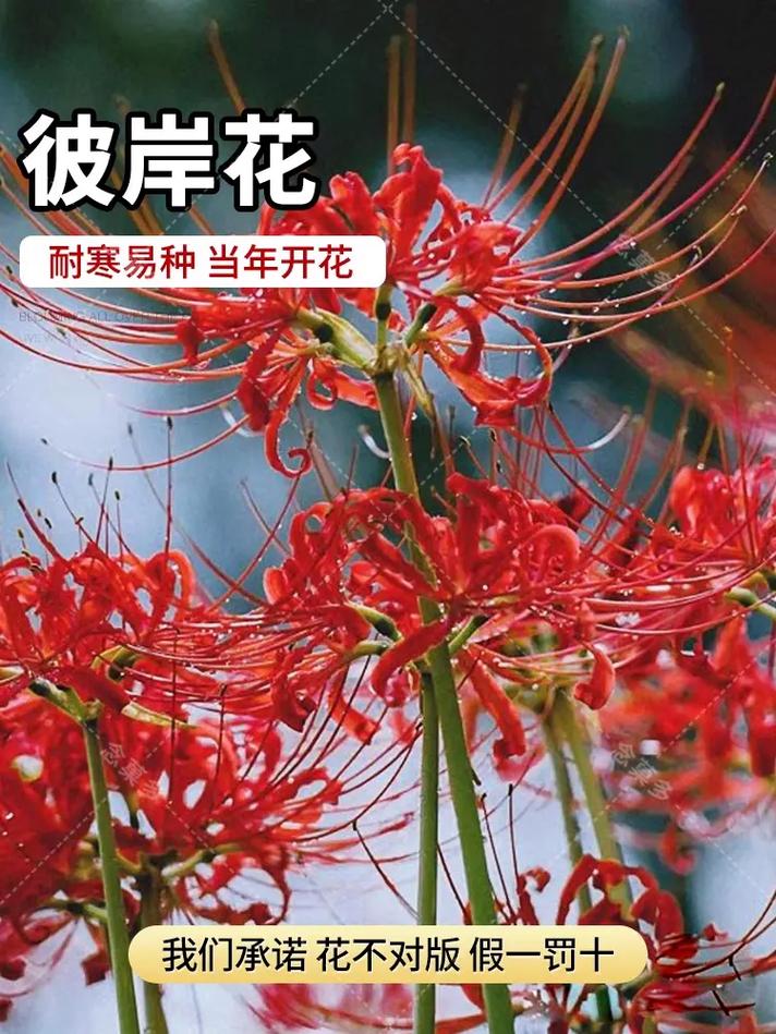 养彼岸花有什么禁忌