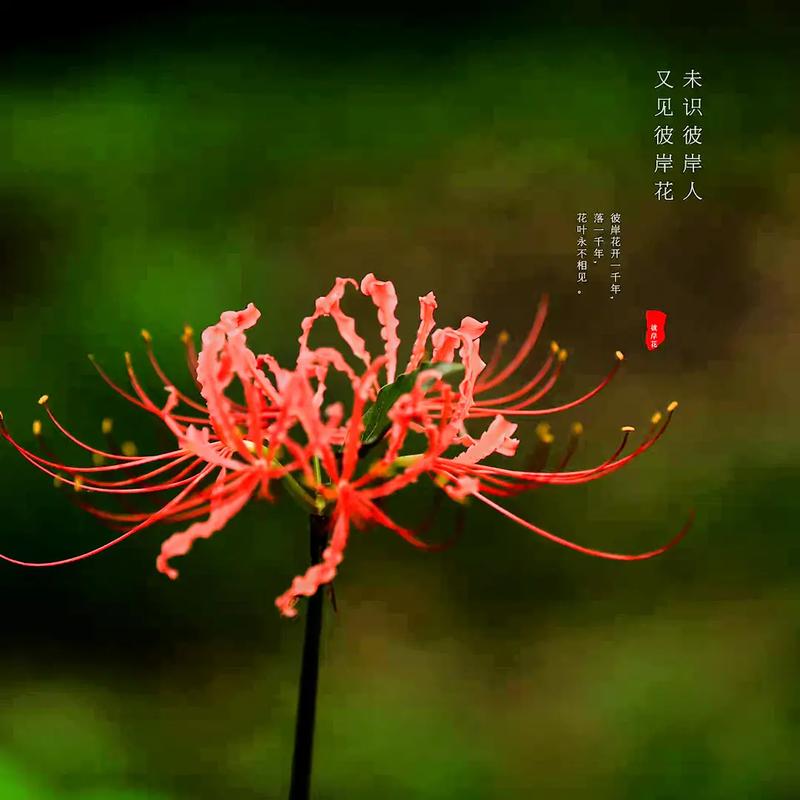家里为什么不能养彼岸花