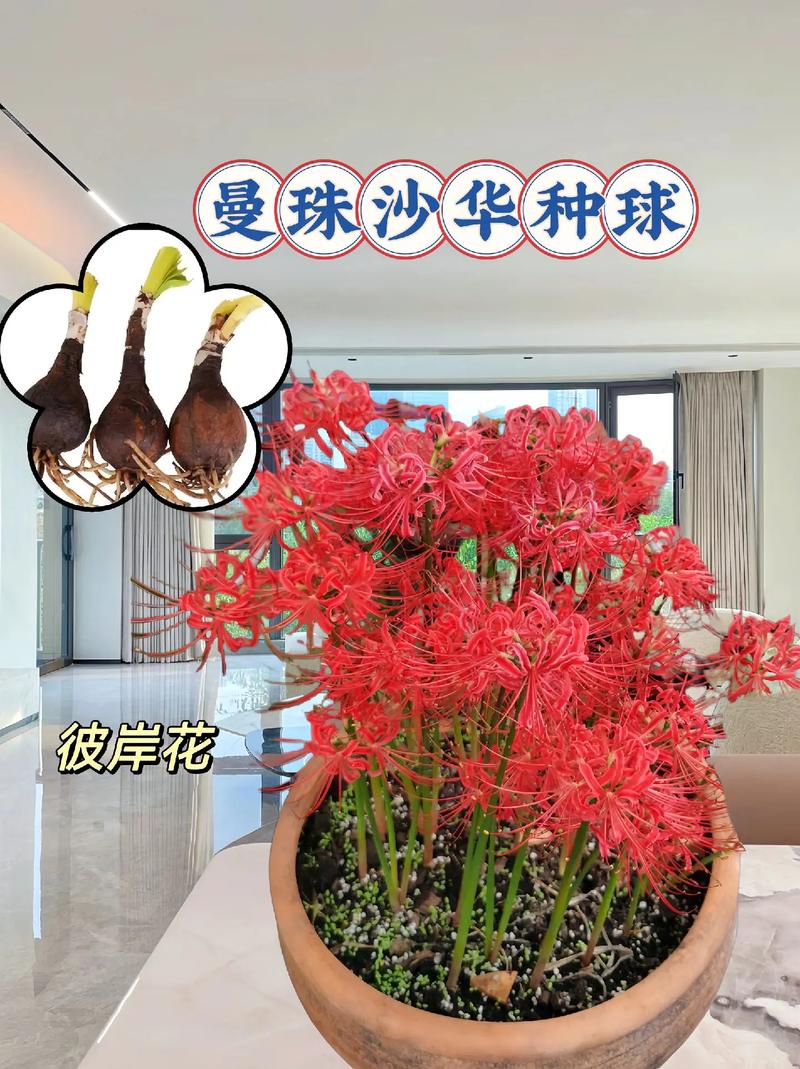 彼岸花为什么不能养?