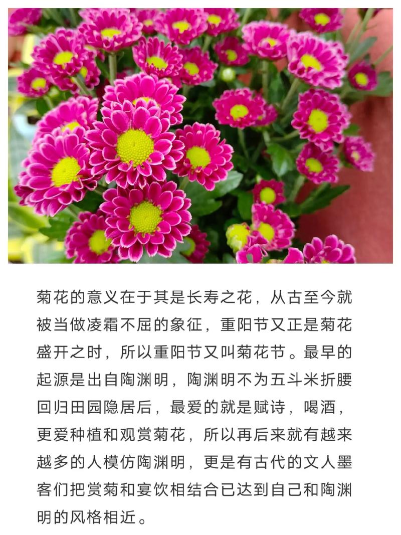 菊花的花语是什么意思