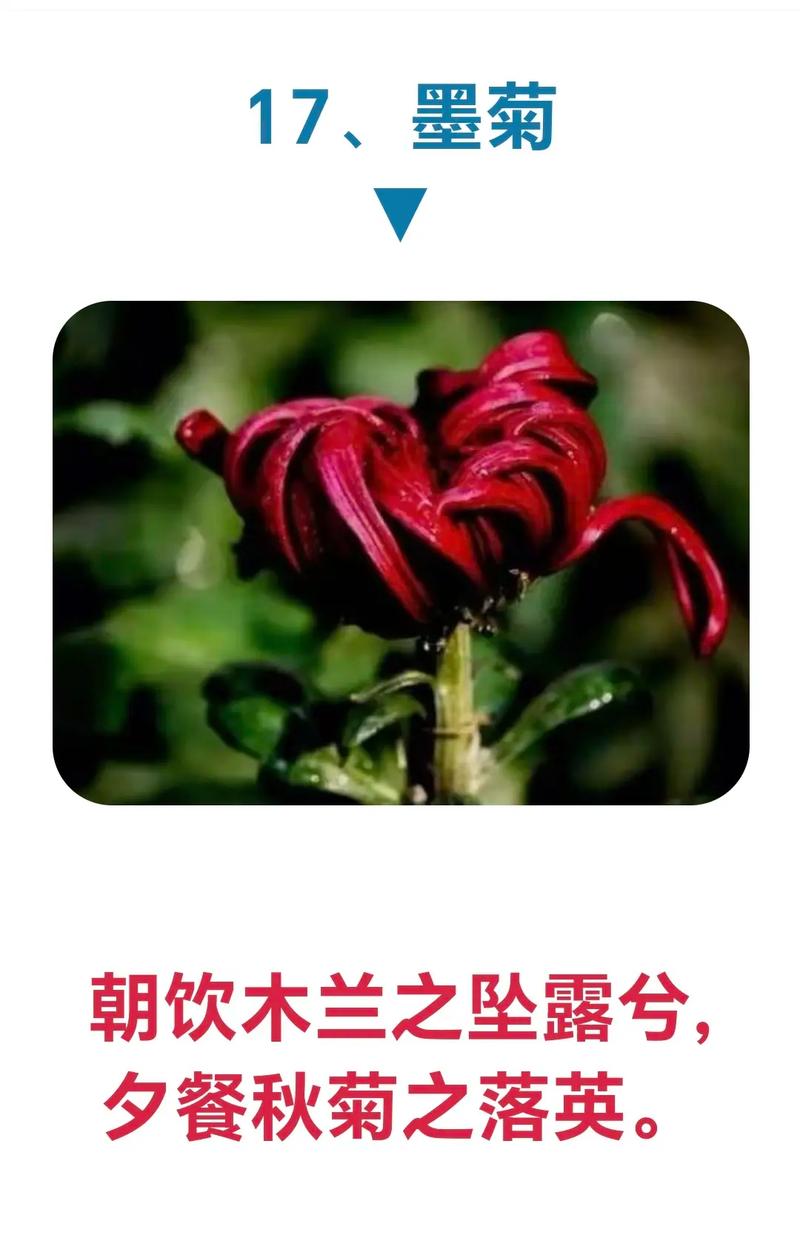 菊花的花语和象征是什么,适合送什么人?