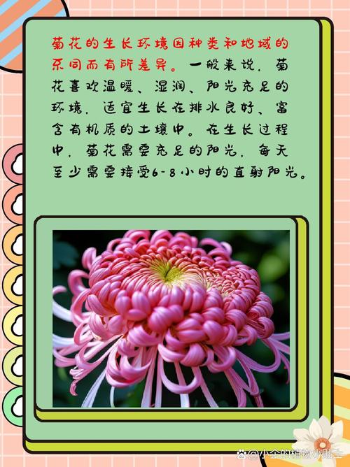 菊花花语是什么意思