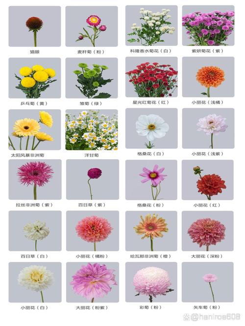 各种品种的菊花的花语是什么