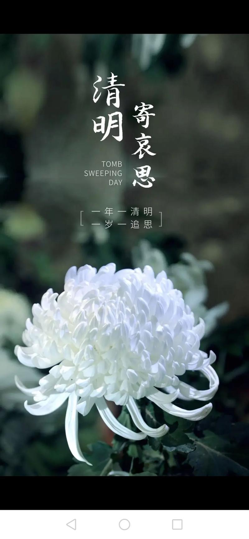 菊花代表什么花语