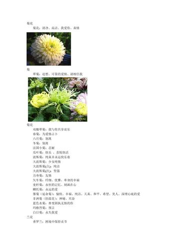 菊花的花语是什么