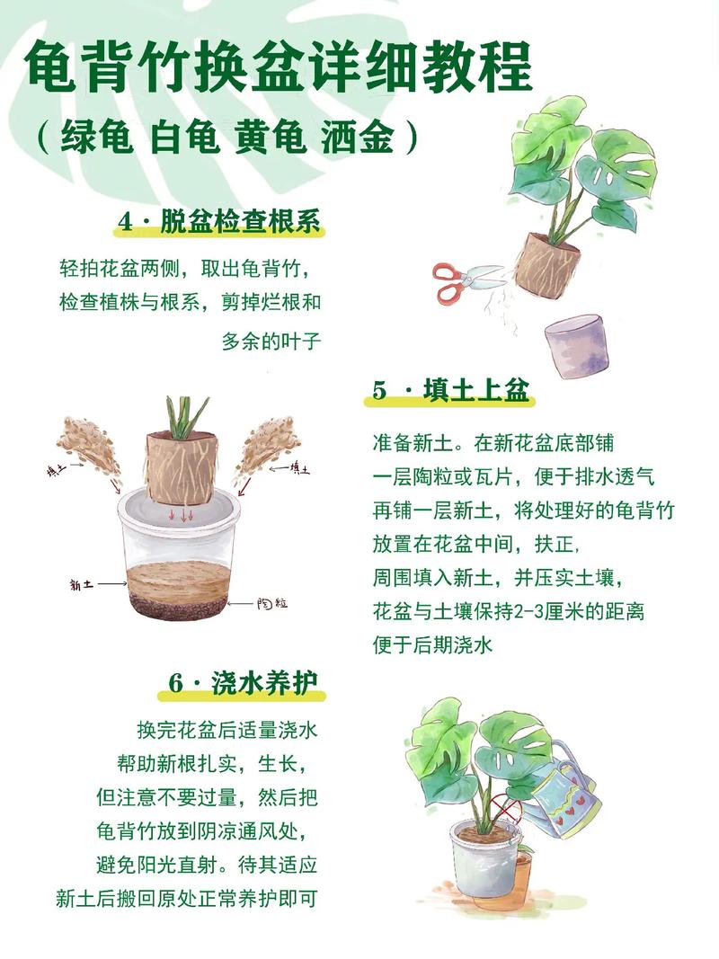 龟背竹如何换盆