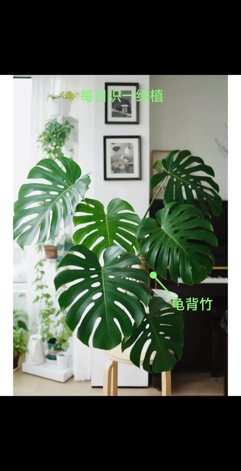 龟背竹换盆时间及注意事项