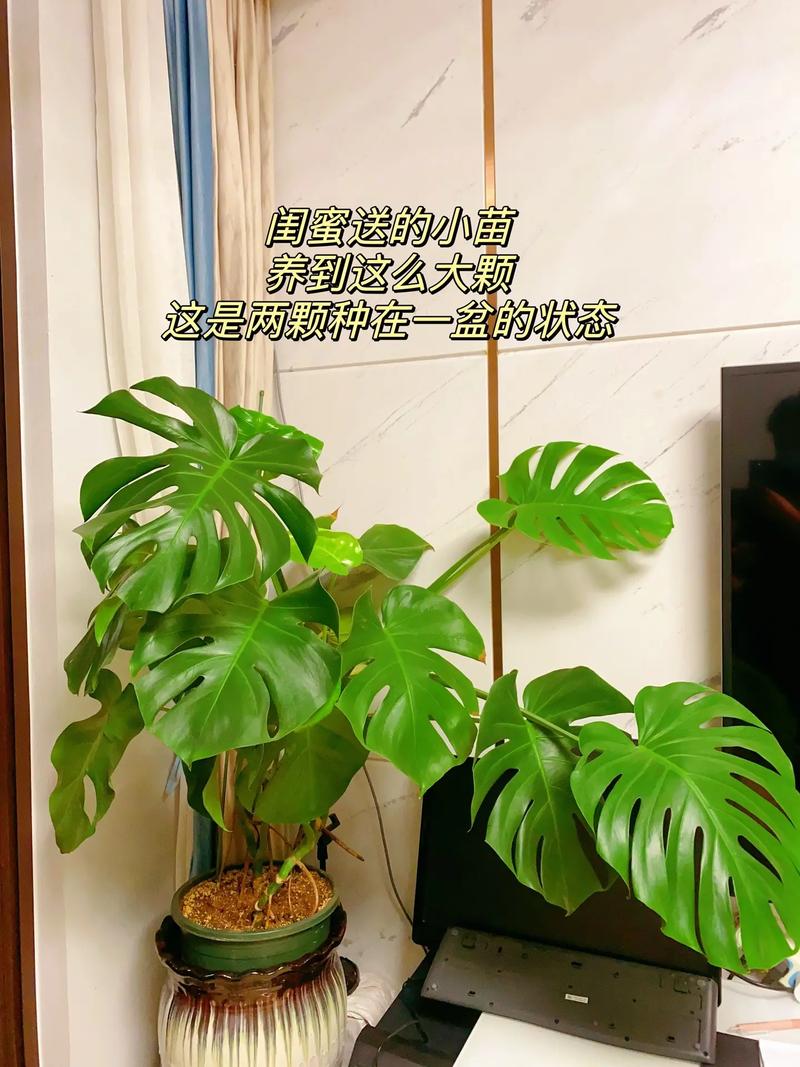 龟背竹怎么换盆