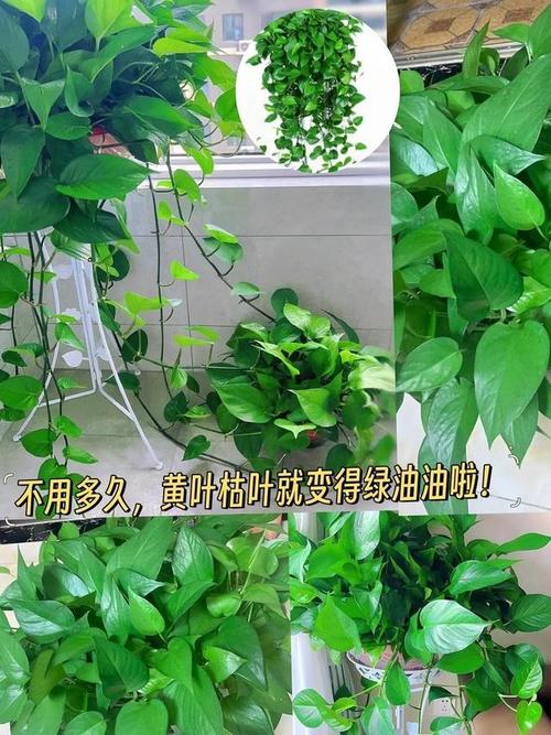 绿萝冬天冻死了怎么办