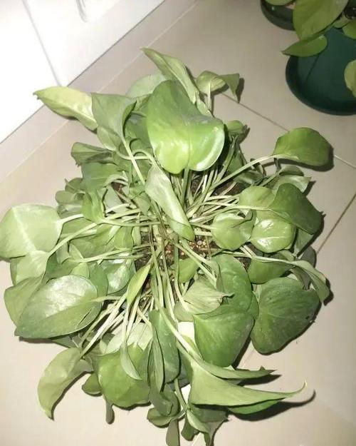 绿萝冬天冻了怎么办?