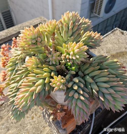 多肉千佛手的养殖方法