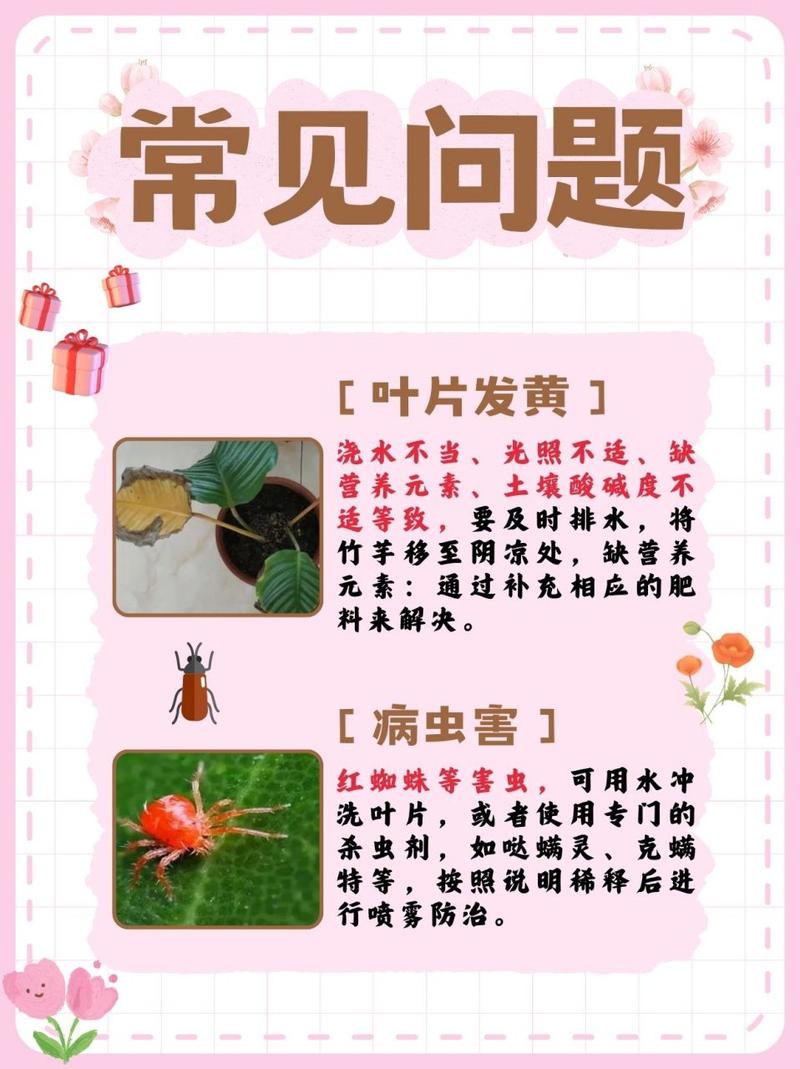 竹芋的病害及防治方法