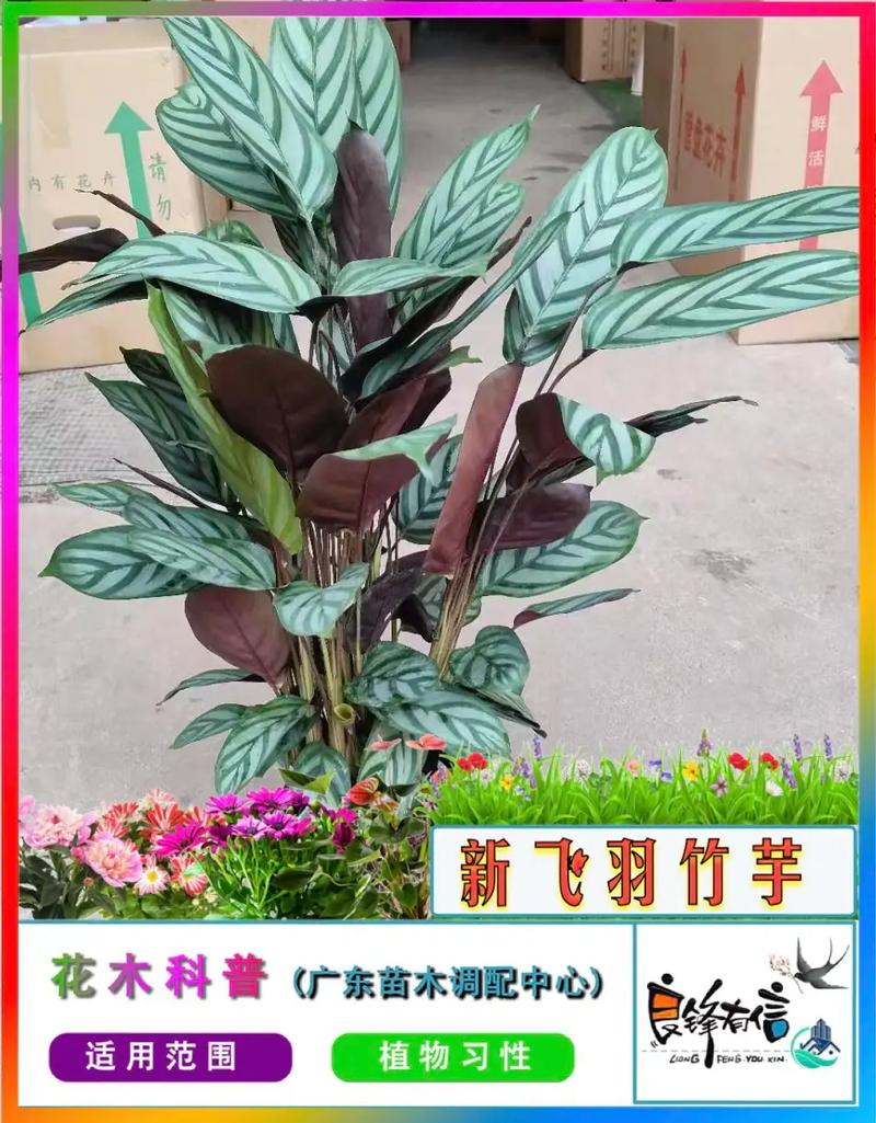 箭羽竹芋的养殖方法和注意事项,6大要点养出郁郁葱葱的竹芋