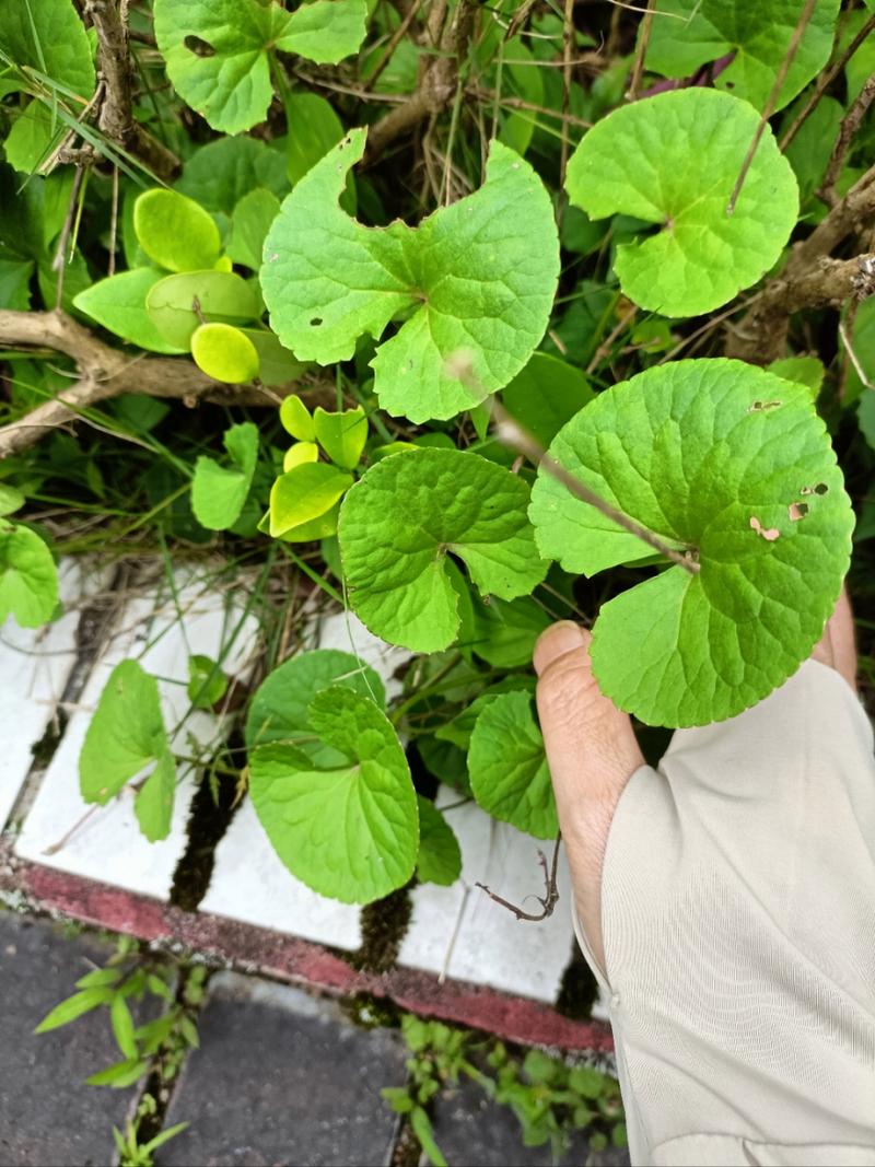 有谁知道这是什么植物?有什么作用?