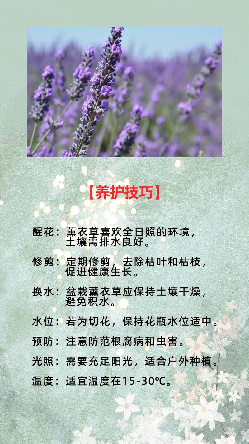 薰衣草怎么种植盆栽