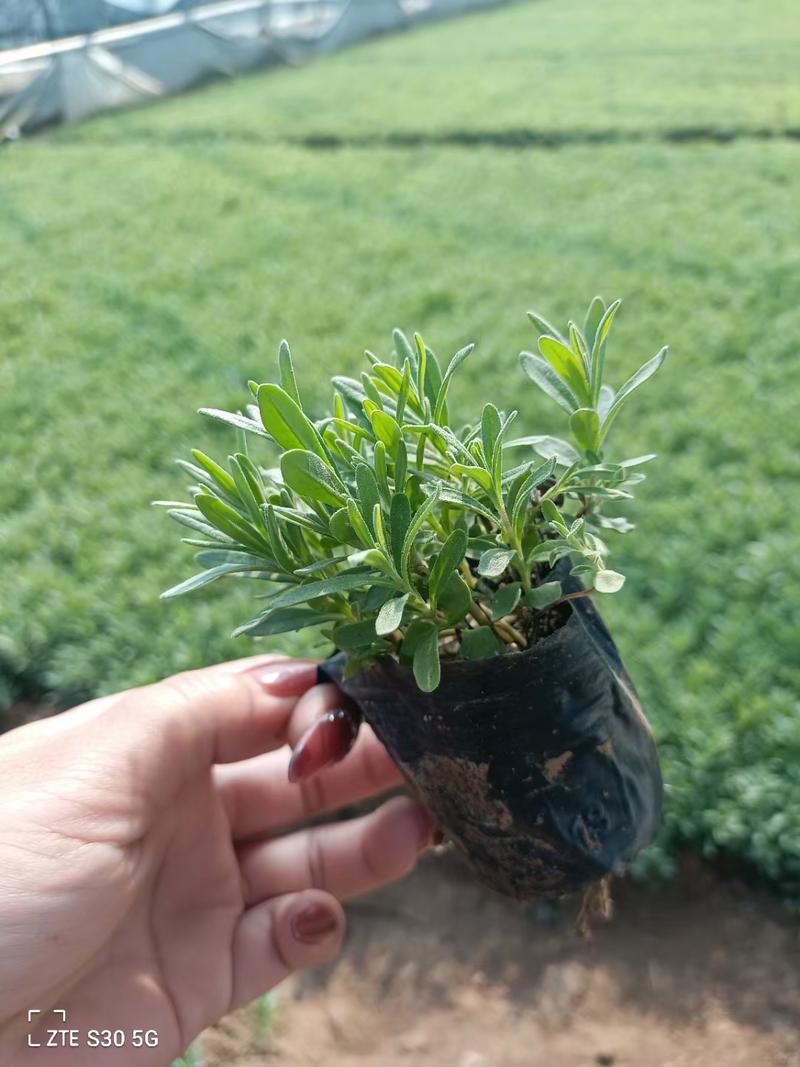 盆栽薰衣草的养殖方法
