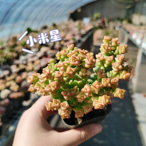 星王子和小米星的区别