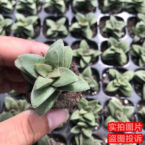 多肉小米星是星王子吗