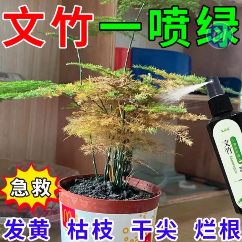 文竹冬天叶子发黄怎么办