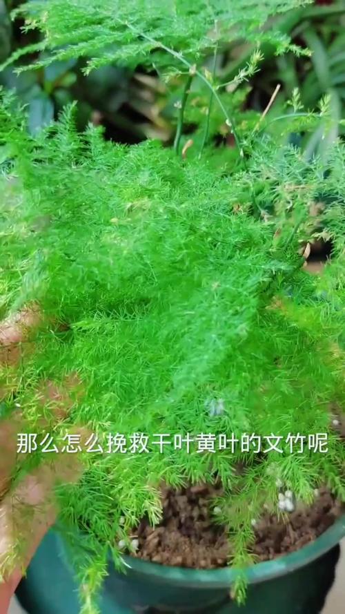 文竹叶子发黄怎么挽救冬天