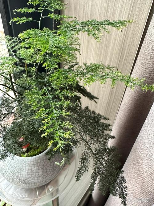文竹叶子发黄怎么挽救
