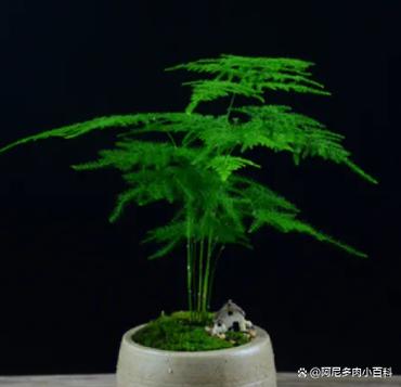 冬天文竹叶子干枯发黄怎么办?