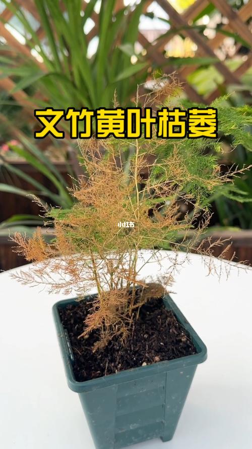 冬季文竹叶子发黄怎么挽救