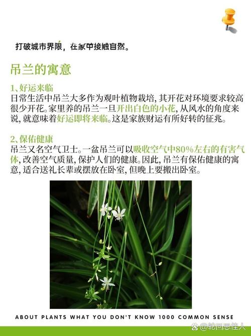吊兰的风水寓意和摆放位置