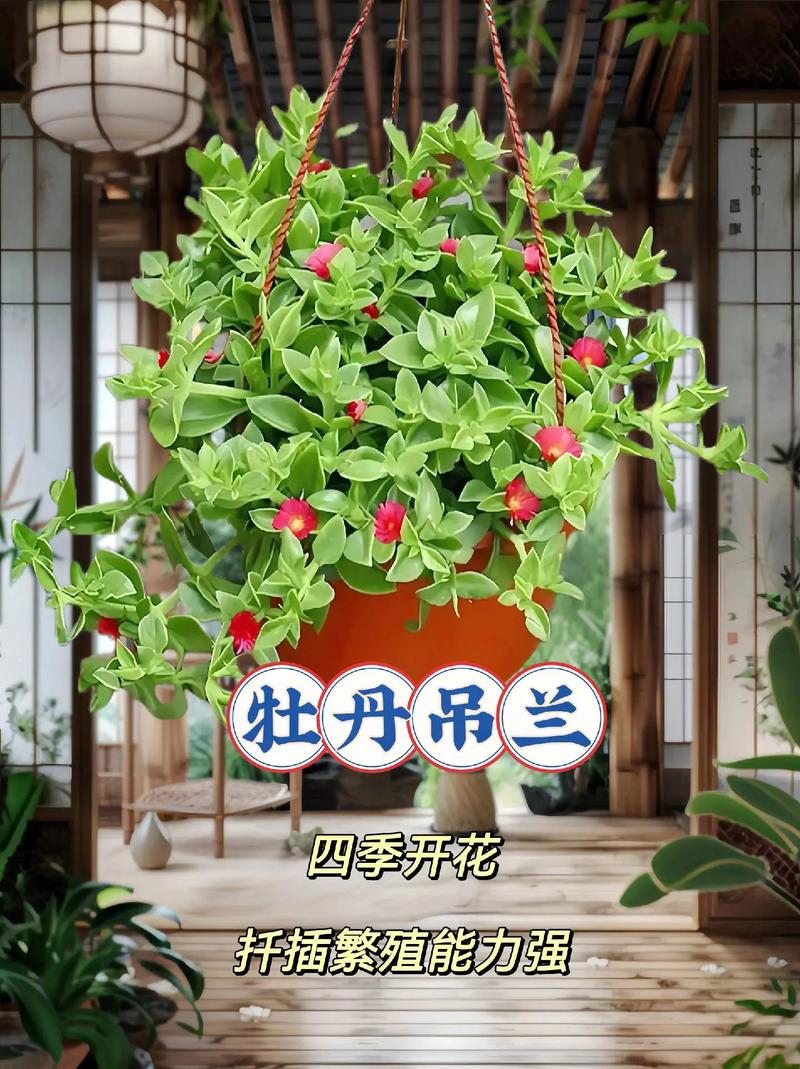 吊兰花语及寓意