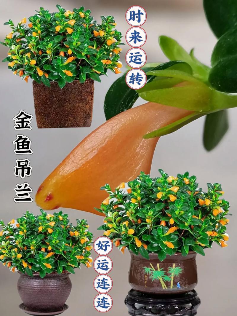 吊兰的寓意是什么