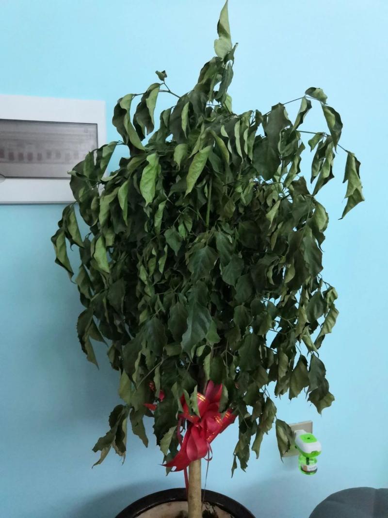 幸福树的叶子尖黄枯萎怎么办