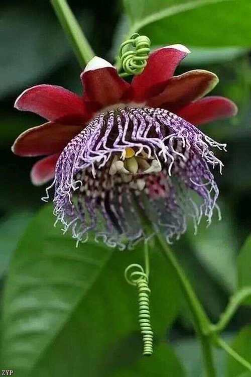 少见的花花草草