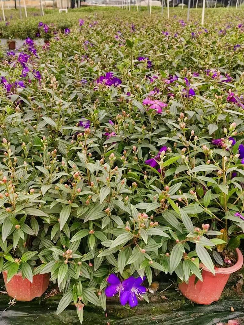 角茎野牡丹和巴西野牡丹的区别