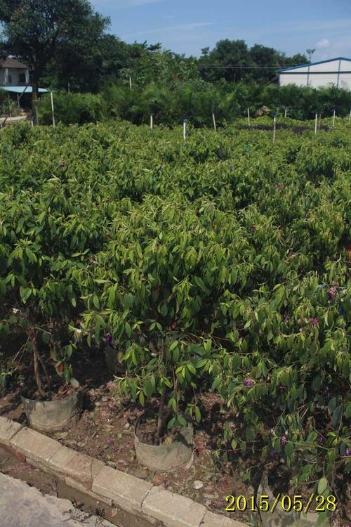 角茎野牡丹的养殖方法