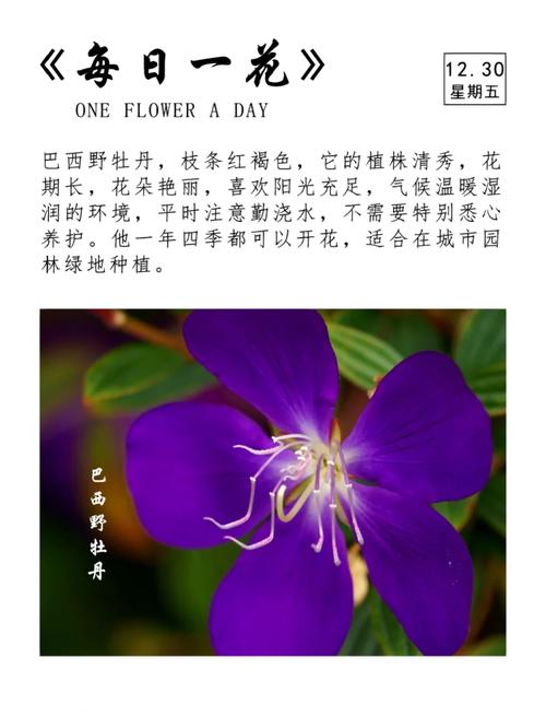 角茎野牡丹和巴西野牡丹的区别角茎野牡丹和巴西野牡丹的区别是什么