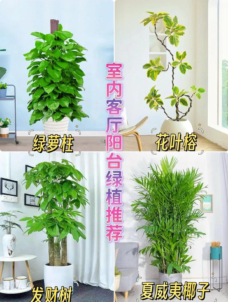 卧室里最忌讳摆放的绿植