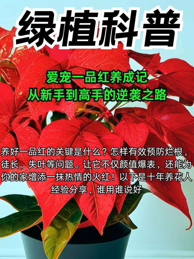 一品红能放室内吗