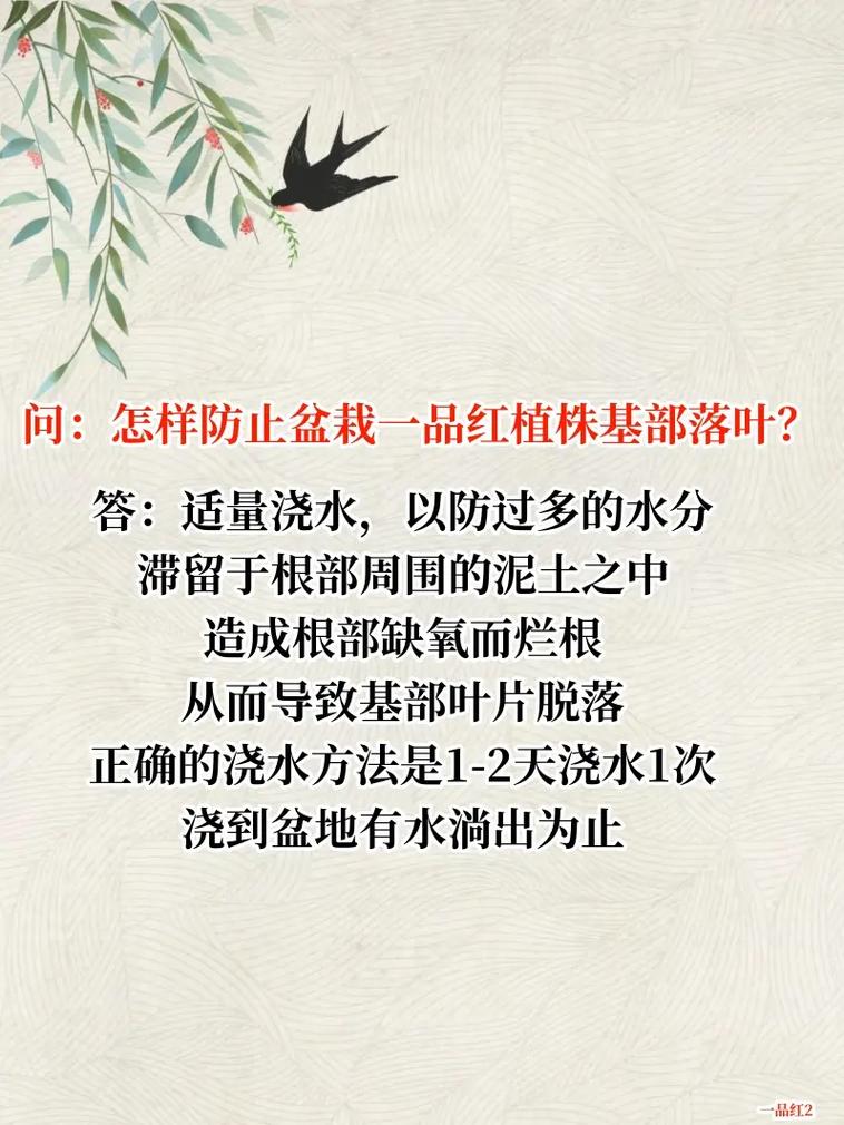 一品红可以放在卧室吗,一品红养在室内会中毒