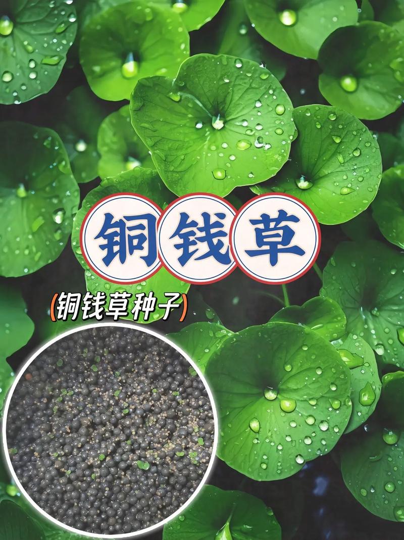 这是新长的铜钱草还是也草