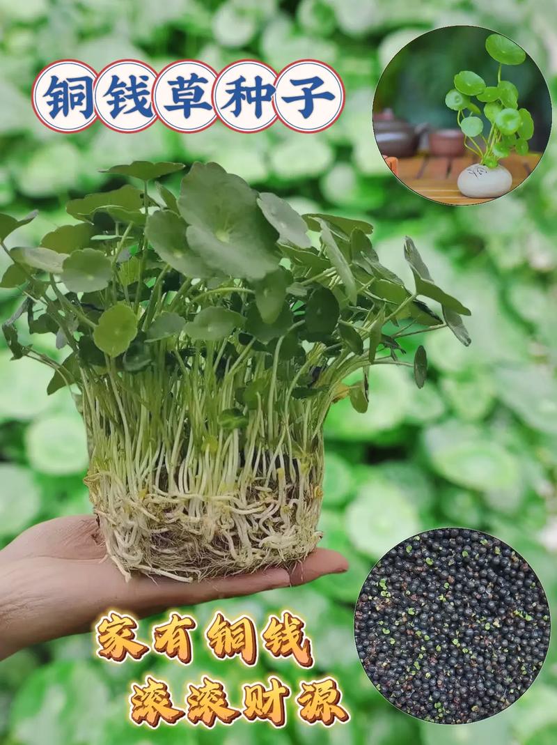 铜钱草发黄叶子少?一个处理方法,3个月后大变样,光亮翠绿旺盛
