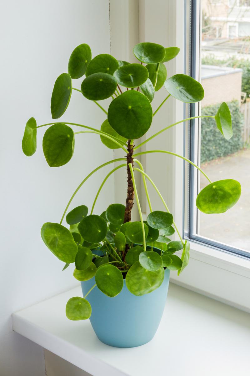 铜钱草有哪些品种